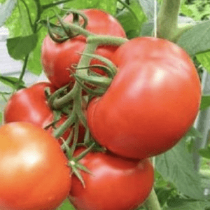 Ripe red tomatoes growing on a green vine.